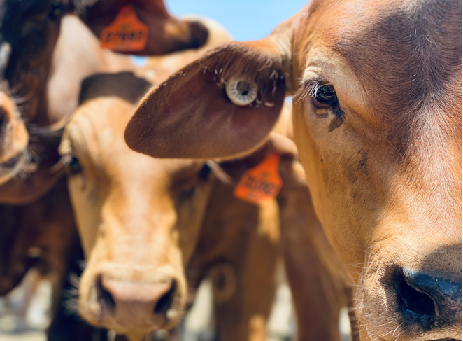cattle